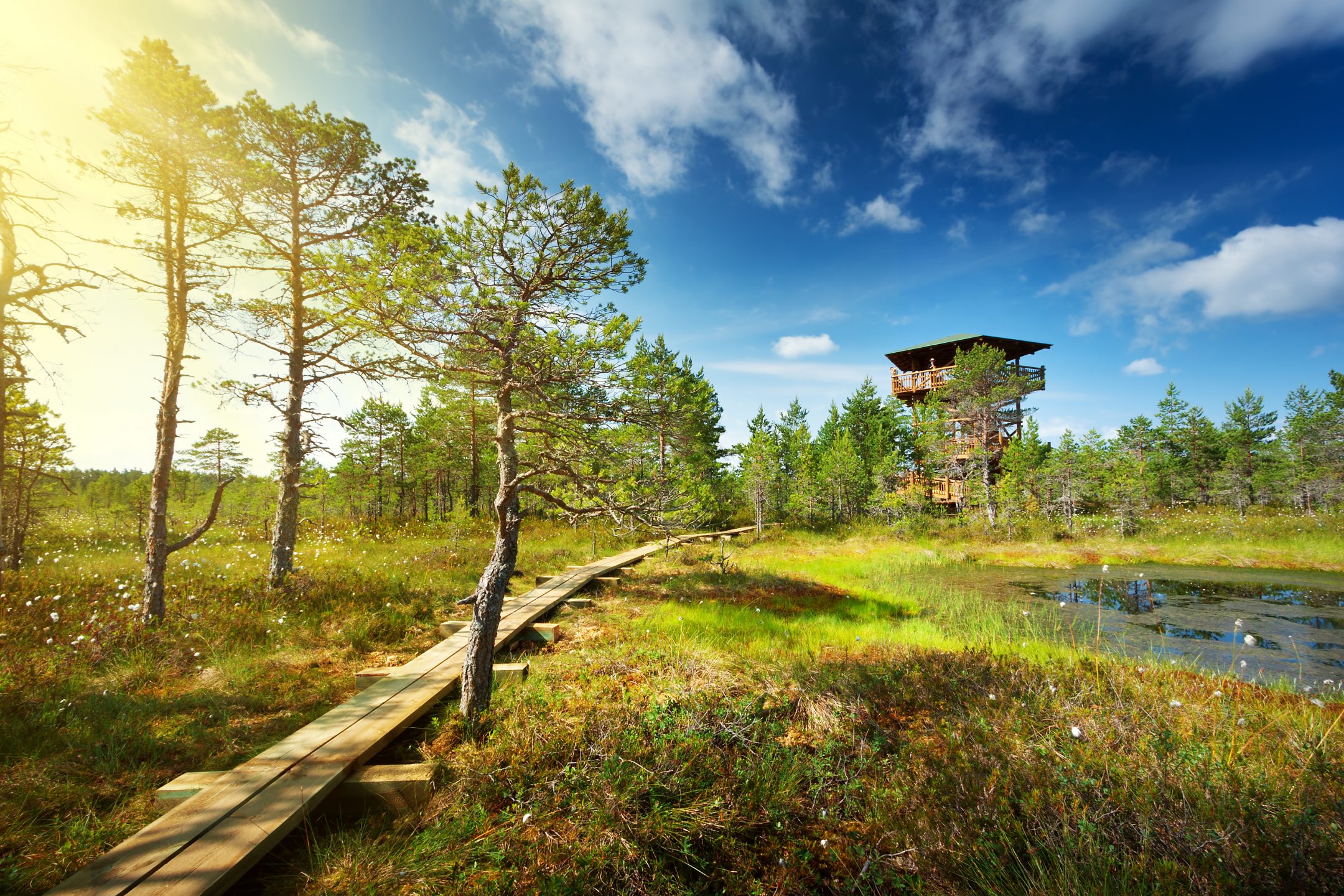 Hiking trail view in Lahemaa National Park